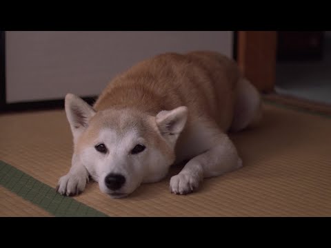 〈交通安全〉 はなちゃんとおばあちゃん 1min ver.