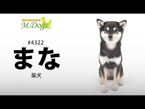 ペットモデル #4322 柴犬「まな」テクニカル動画【指示で持って来い】