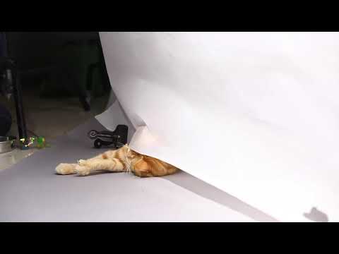 猫から目線でレース場紹介　キュート＆癒し動画　～猫パンチを繰り出すオレンジくん～
