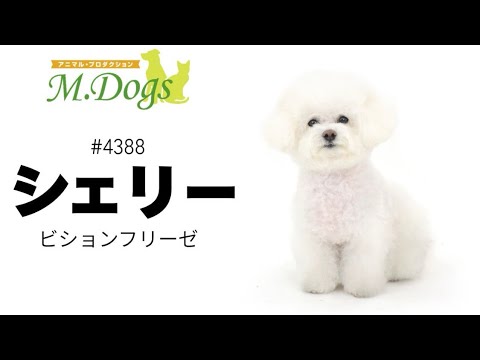 ペットモデル #4388 ビションフリーゼ「シェリー」