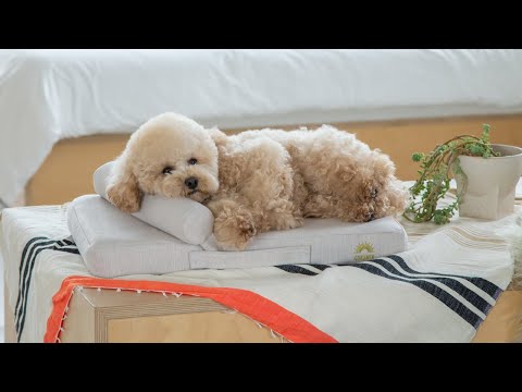 GOKUMIN ペット用リラックスベッド 〜フラットタイプ〜
