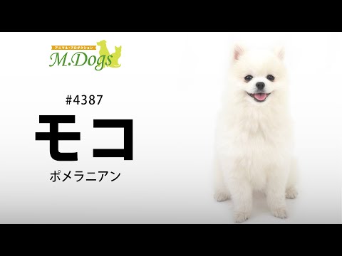 ペットモデル #4387ポメラニアン「モコ」