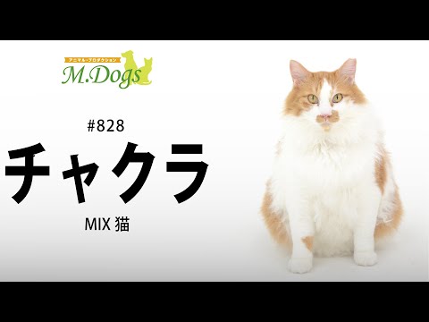 ペットモデル #828 MIX猫「チャクラ」