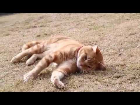 猫から目線でレース場紹介　キュート＆癒し動画　～芝生で寝ころぶオレンジくん～