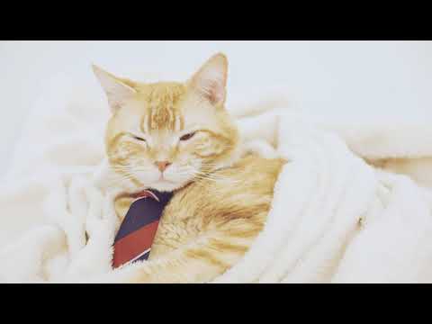 猫エージェンシー社員のキュート＆癒し動画　～目がとろ～ん、となってくるオレンジくん～