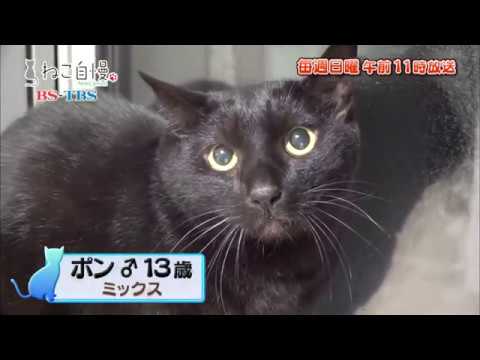ねこ自慢＃26ご出演ニャンコたち【1月12日OA】