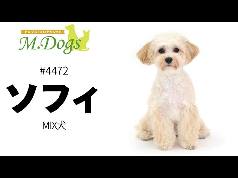 ペットモデル #4472 MIX犬「ソフィ」