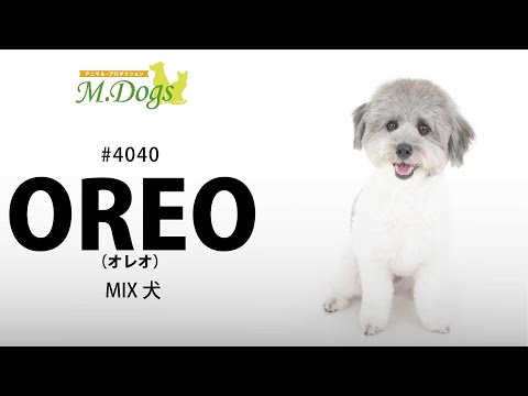 ペットモデル #4040 MIX犬「OREO(オレオ)」