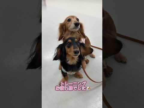 ミニチュアダックスフンド｢オルテンシア、アズナヴール｣のプライベートレッスンの様子🐶 #ペットモデル大募集 #dog #犬のいる暮らし #ペットモデル #ミニチュアダックスフンド