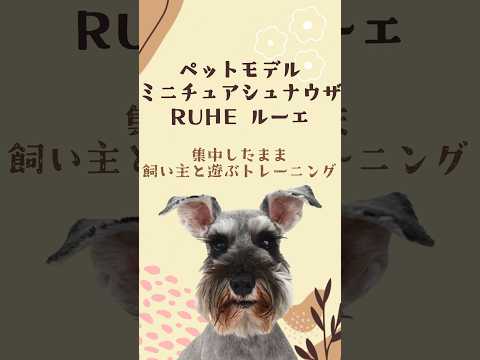 ミニチュアシュナウザー｢RUHE☆彡｣のプライベートレッスンの様子🐶 #kpop #タレント犬 #dog #プロダクション #ペットモデル #ペットモデル大募集 #ミニチュアシュナウザー