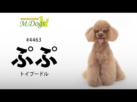 ペットモデル #4463 トイプードル「ぷぷ」