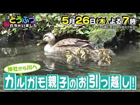 【ウラ撮れちゃいました】2022年5月26日放送