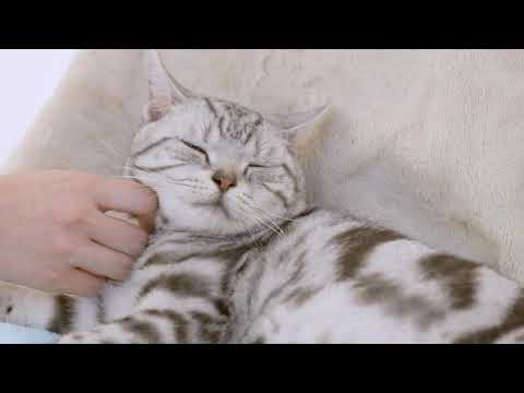 猫エージェンシー社員のキュート＆癒し動画　～なでなでされて寝そうになるけど、やっぱり寝ないユウくん～