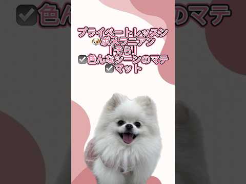ポメラニアン｢そら｣のプライベートレッスンの様子🐶 #ペットモデル大募集 #dog #プロダクション #動物プロダクション #犬のいる暮らし #ペットモデル #ポメラニアン
