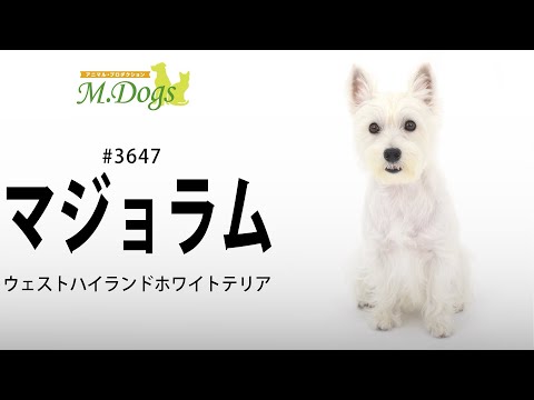 ペットモデル #3647 ウエストハイランドホワイトテリア 「マジョラム」