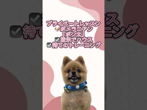 ポメラニアン｢ポン太｣のプライベートレッスンの様子🐶 #ペットモデル大募集 #dog #プロダクション #ペットモデル #ポメラニアン #動物プロダクション