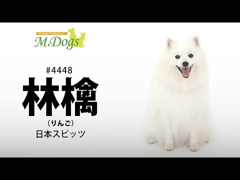 ペットモデル #4448 スピッツ「林檎(りんご)」【指示でアゴ付け】