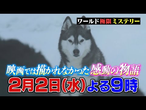 南極を生き抜いたタロとジロ…奇跡の裏にはもう一頭の犬がいた『ワールド極限ミステリー』2/2(水)【TBS】