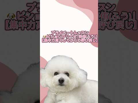 ビションフリーゼ｢芙侑(ふう)｣のプライベートレッスンの様子🐶 #ペットモデル大募集 #ペットモデル #動物プロダクション #タレント犬 #犬好きさんと繋がりたい #いぬのいる生活