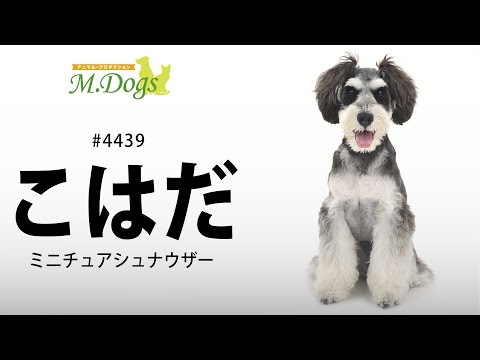 ペットモデル #4439 ミニチュアシュナウザー「こはだ」