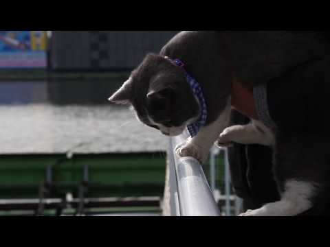 猫から目線でレース場紹介　キュート＆癒し動画　～おさかなが気になるたわしくん～