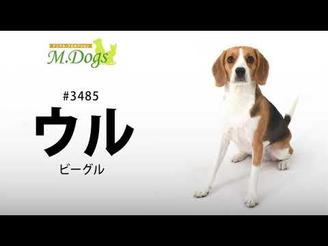 ペットモデル #3485 ビーグル「ウル」のテクニカル動画【指示で吠えろ】