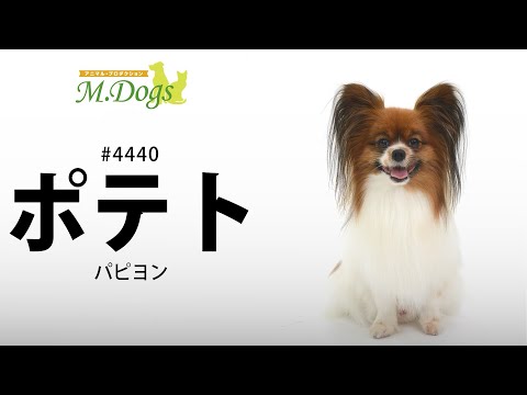 ペットモデル #4440 パピヨン「ポテト」