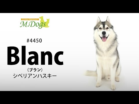 ペットモデル #4450 シベリアンハスキー「Blanc(ブラン)】