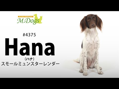 ペットモデル #4375 スモールミュンスターレンダー「Hana(はな)」