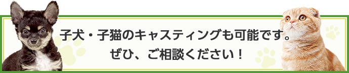 子犬・子猫のキャスティングも可能です。ぜひ、ご相談ください！