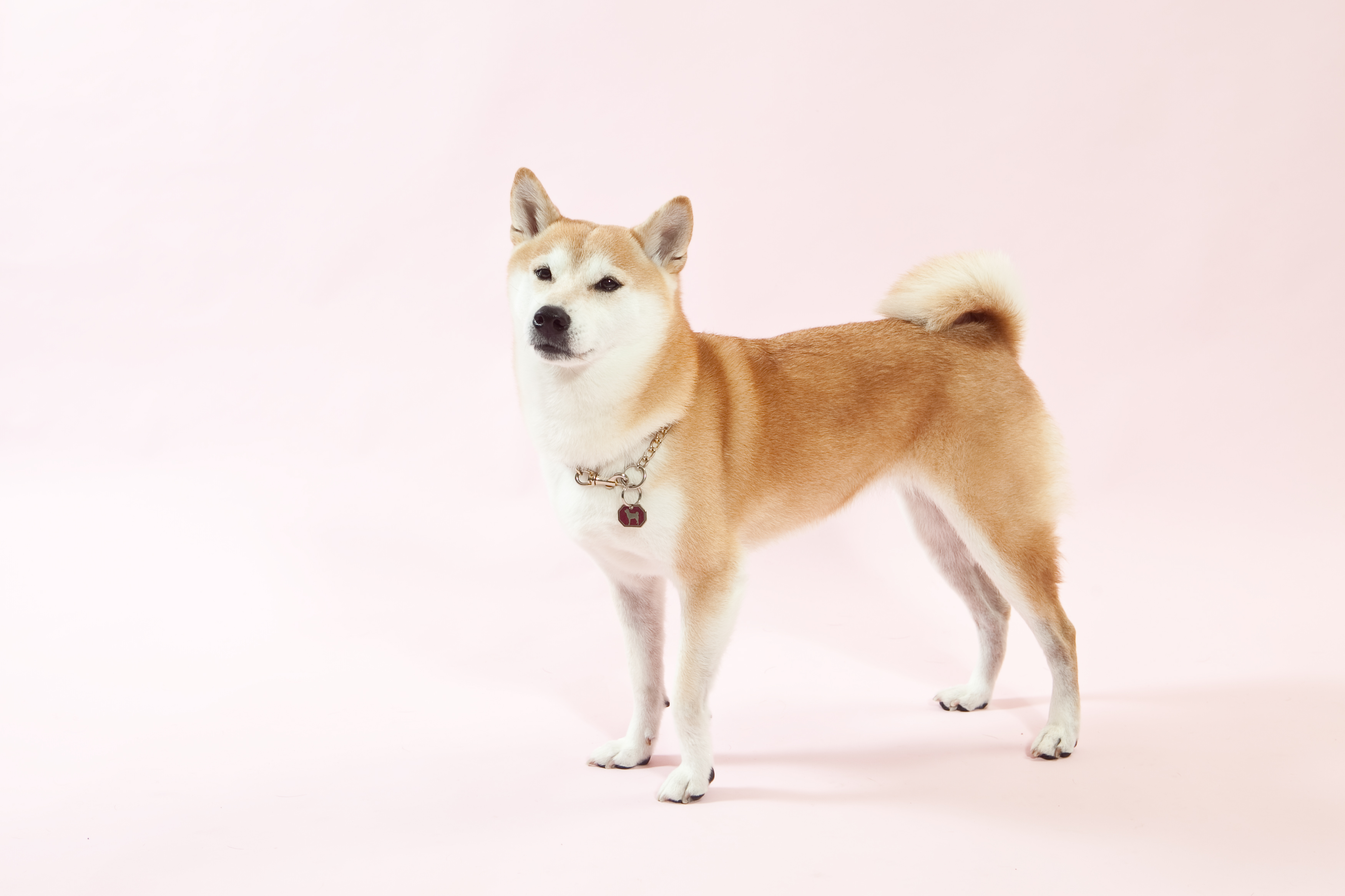 フジテレビ オモクリ監督 のビートたけし監督 朝 に柴犬の 百 もも とゴールデン レトリーバーの りょう が出演 タレントlペットモデルの動物プロダクションエムドッグス フジテレビ オモクリ監督 のビートたけし監督 朝 に柴犬の 百 もも とゴールデン レトリーバーの りょう が出演 タレントlペットモデルの動物プロダクションエムドッグス