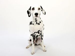 エムドッグス,動物プロダクション,ペットモデル,ペットタレント,モデル犬,タレント犬,ダルメシアン,サリー