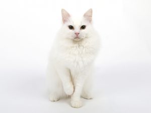 エムドッグス,動物プロダクション,ペットモデル,ペットタレント,モデル猫,タレント猫,マンチカン,雪,ゆき