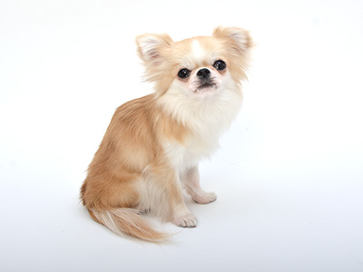 動物プロダクション,エムドッグス,タレント犬,チワワ,こま