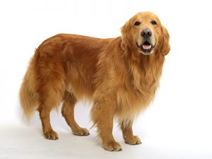 動物プロダクション,エムドッグス,タレント犬,ゴールデンレトリーバー,ゼウス
