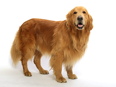 動物プロダクション,エムドッグス,タレント犬,ゴールデンレトリーバー,ゼウス