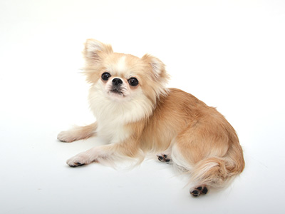 動物プロダクション,エムドッグス,タレント犬,チワワ,こま