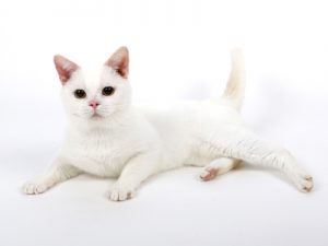 エムドッグス,動物プロダクション,ペットモデル,ペットタレント,モデル猫,タレント猫,アメリカンショートヘア,大福