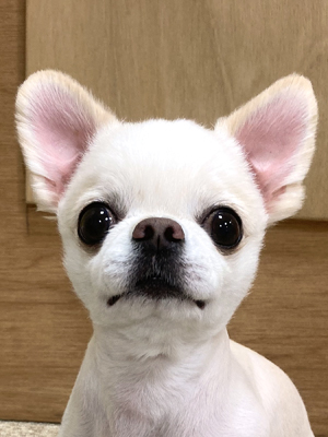 チワワ ペットモデル 動物プロダクション エムドッグス ペットモデル タレント犬 タレント猫
