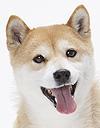 エムドッグス,動物プロダクション,ペットモデル,ペットタレント,モデル犬,タレント犬,柴犬,チロ