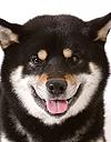 エムドッグス,動物プロダクション,ペットモデル,ペットタレント,モデル犬,タレント犬,柴犬,太呂(タロ)