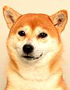 エムドッグス,動物プロダクション,ペットモデル,ペットタレント,モデル犬,タレント犬,柴犬,茶太郎