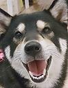 エムドッグス,動物プロダクション,ペットモデル,ペットタレント,モデル犬,タレント犬,柴犬,美空（ミク）