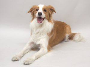 エムドッグス,動物プロダクション,ペットモデル,ペットタレント,モデル犬,タレント犬,ボーダーコリー,はな