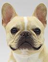 エムドッグス,動物プロダクション,ペットモデル,ペットタレント,モデル犬,タレント犬,フレンチブルドッグ,ぽてち