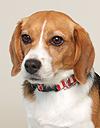 エムドッグス,動物プロダクション,ペットモデル,ペットタレント,モデル犬,タレント犬,ビーグル,Honey（ハニー）