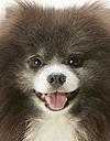 エムドッグス,動物プロダクション,ペットモデル,ペットタレント,モデル犬,タレント犬,ポメラニアン,ぐらん