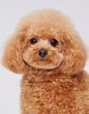 エムドッグス,動物プロダクション,ペットモデル,ペットタレント,モデル犬,タレント犬,トイプードル,ライム