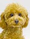 エムドッグス,動物プロダクション,ペットモデル,ペットタレント,モデル犬,タレント犬,トイプードル,ナナコ