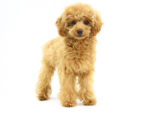動物プロダクション エムドッグス ペットモデル トイプードル ぴの
